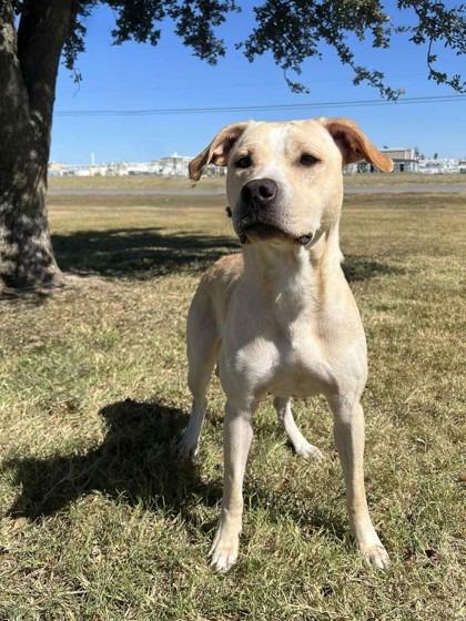 Enlarge Java, a Adoptable Labrador Retriever in Arlington, TX image 3/3
