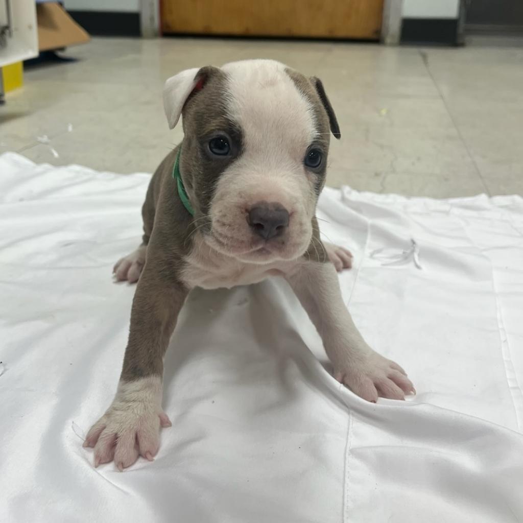 Enlarge Euphrates, a Adoptable mixed breed in East Saint Louis, IL image 1/6