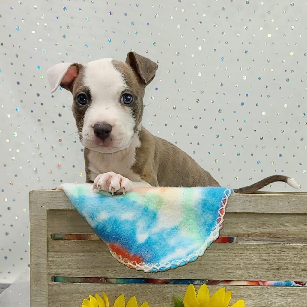 Enlarge Euphrates, a Adoptable mixed breed in East Saint Louis, IL image 2/6