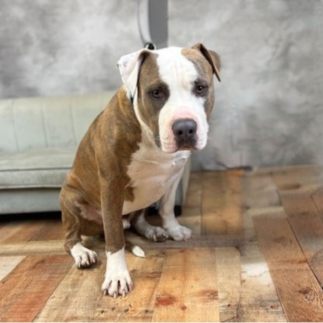 Enlarge Euphrates, a Adoptable mixed breed in East Saint Louis, IL image 3/6