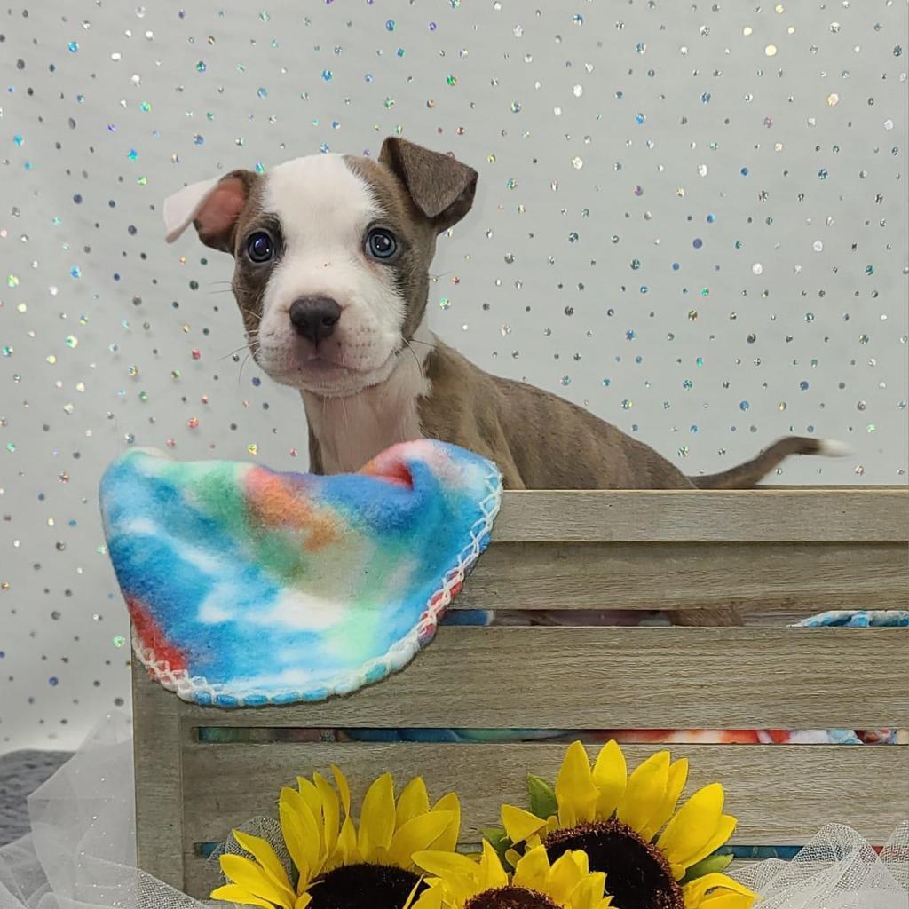 Enlarge Euphrates, a Adoptable mixed breed in East Saint Louis, IL image 4/6