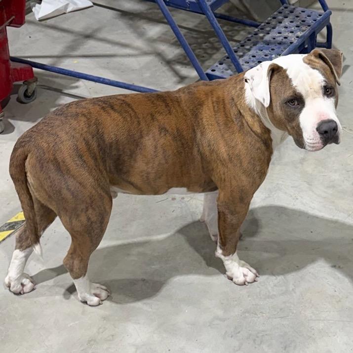 Enlarge Euphrates, a Adoptable mixed breed in East Saint Louis, IL image 5/6