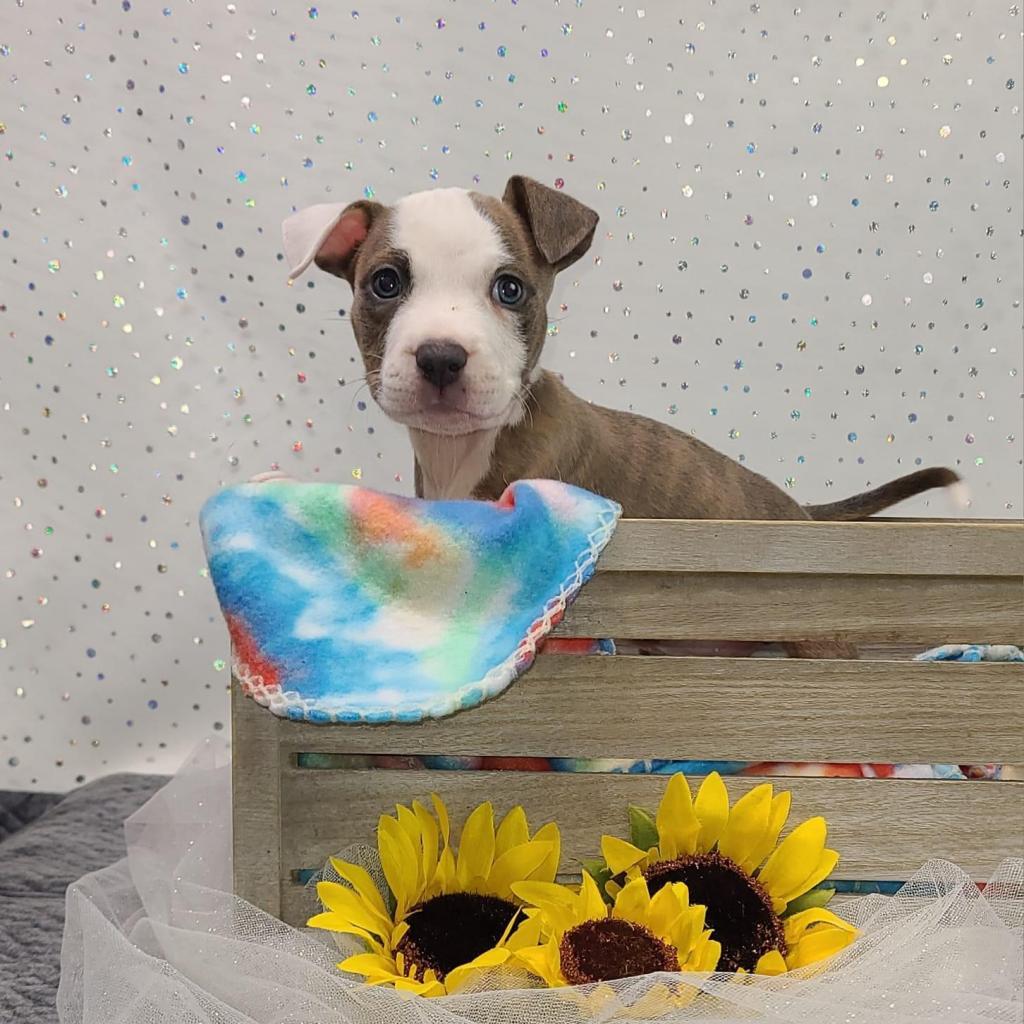 Enlarge Euphrates, a Adoptable mixed breed in East Saint Louis, IL image 6/6