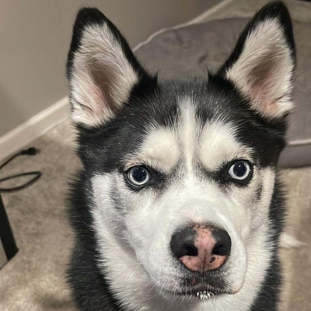 Enlarge Rogue - Home to Home, a Adoptable Husky in South Elgin, IL image 1/4