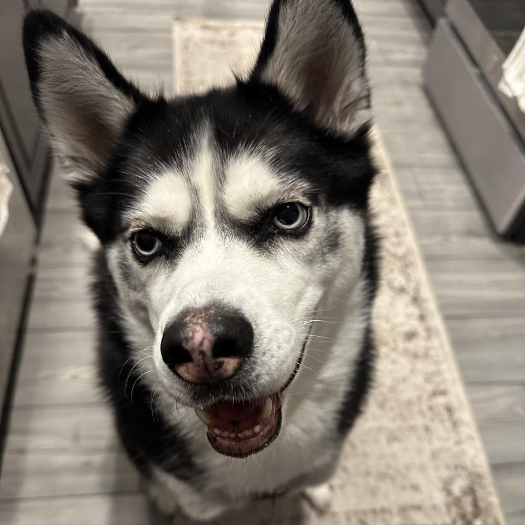 Enlarge Rogue - Home to Home, a Adoptable Husky in South Elgin, IL image 2/4