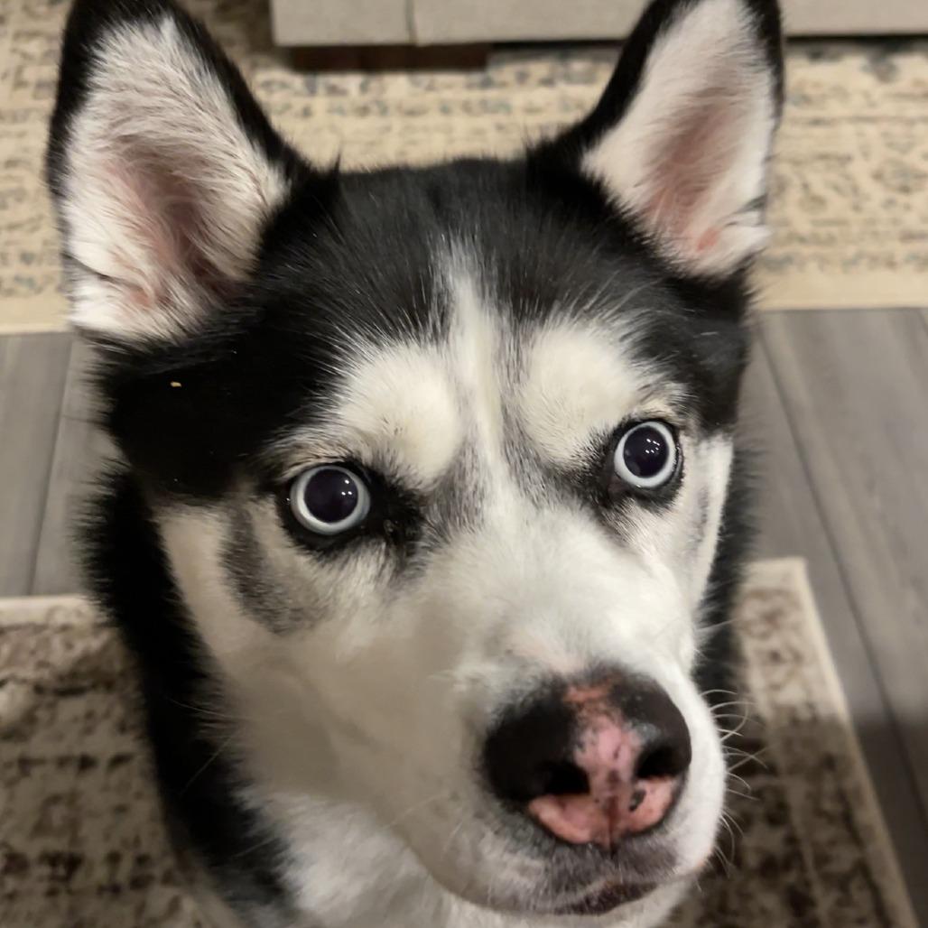 Enlarge Rogue - Home to Home, a Adoptable Husky in South Elgin, IL image 3/4