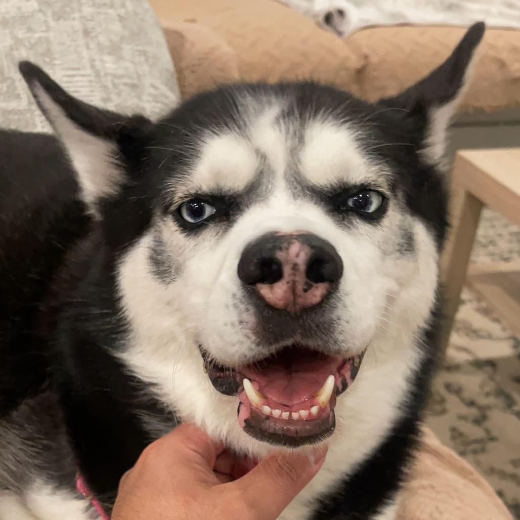 Enlarge Rogue - Home to Home, a Adoptable Husky in South Elgin, IL image 4/4