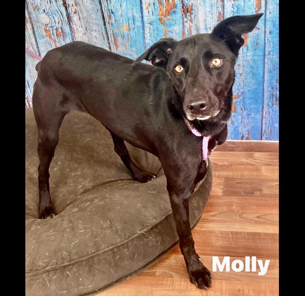 Molly
