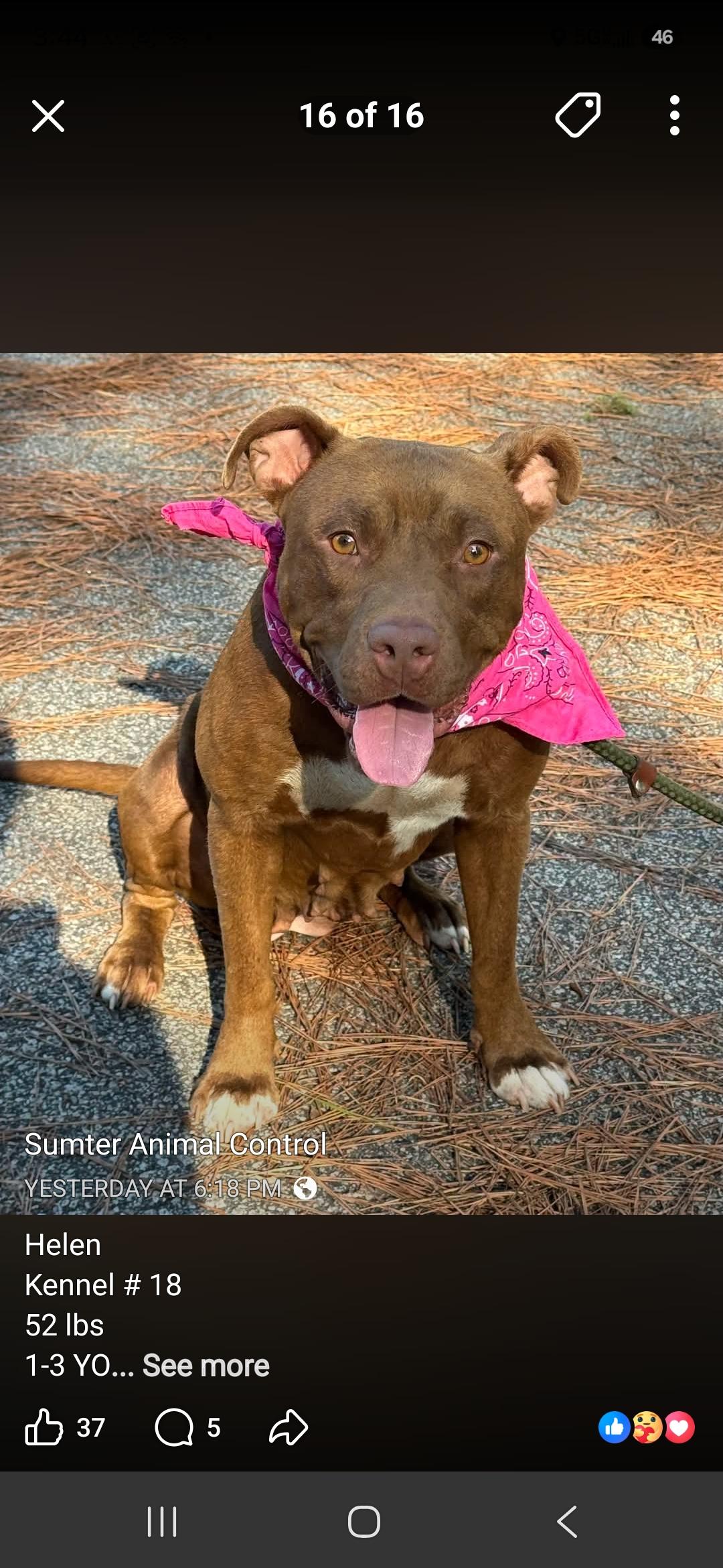 Helen, ADOPTABLE, Adult Female Mixed Breed.