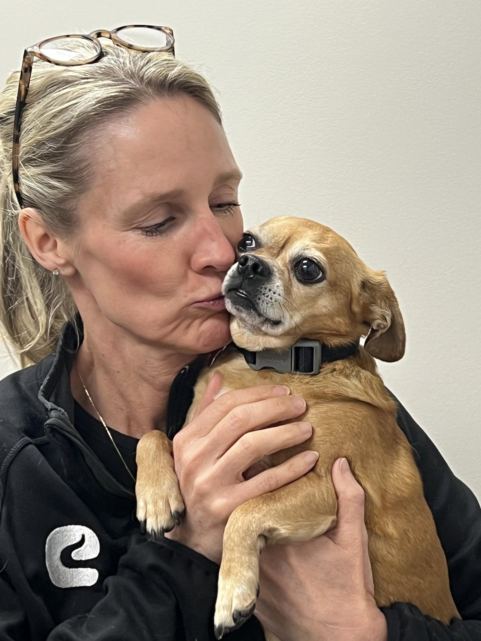 Boone, Adoptable, Senior Male Chihuahua & Pug.