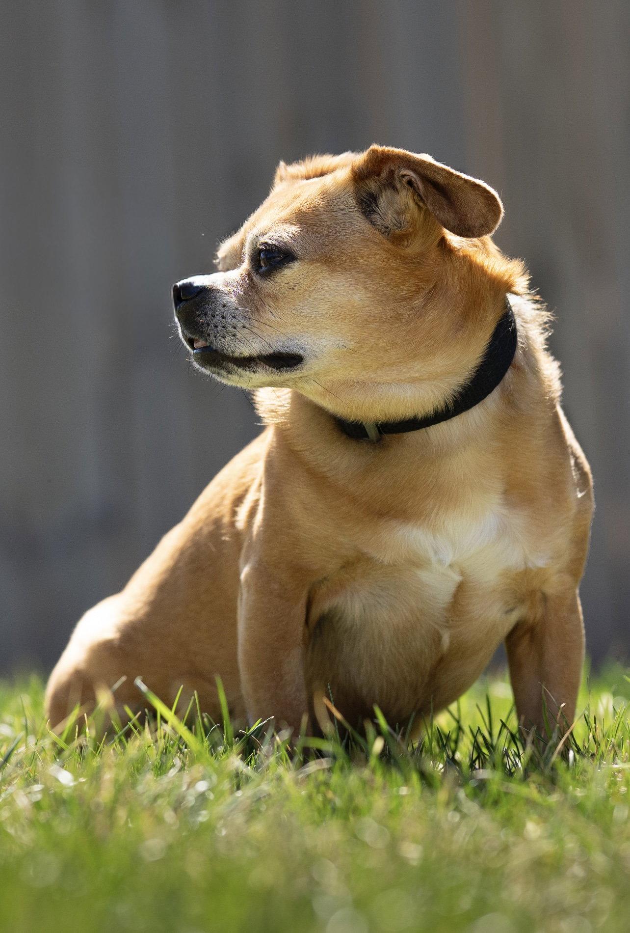 Enlarge Boone, a Adoptable mixed breed in Lincoln, NE image 3/3