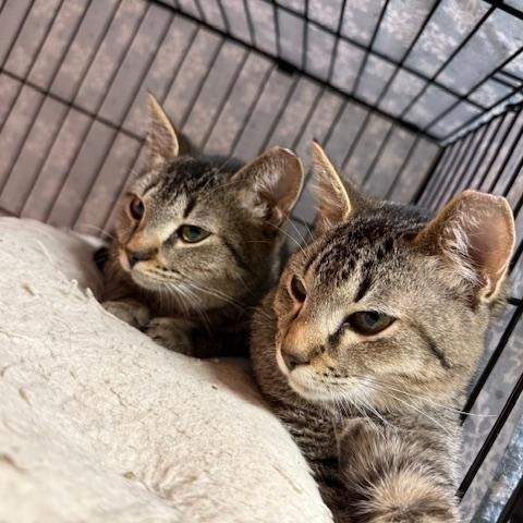 Enlarge Billy Ray Cyrus, a Adoptable Domestic Short Hair in Cleveland, OH image 4/6