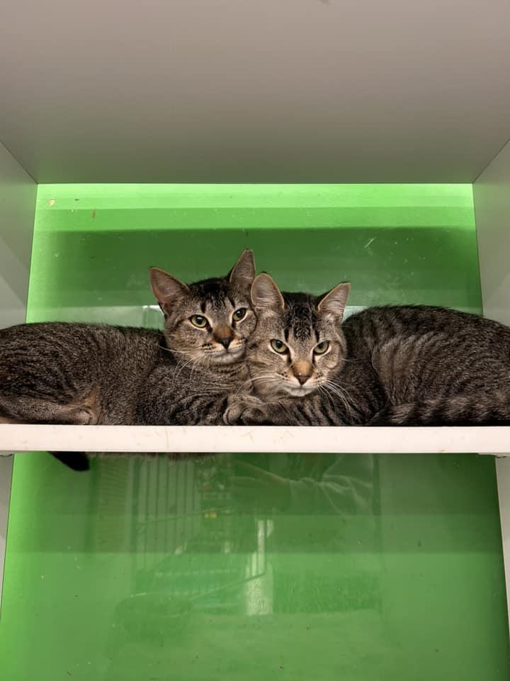 Enlarge Billy Ray Cyrus, a Adoptable Domestic Short Hair in Cleveland, OH image 1/6