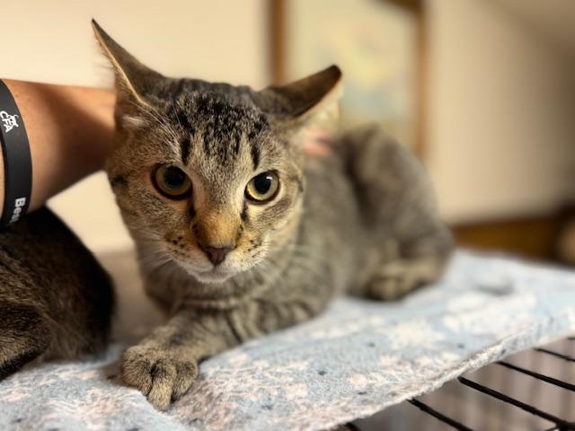 Enlarge Billy Ray Cyrus, a Adoptable Domestic Short Hair in Cleveland, OH image 3/6