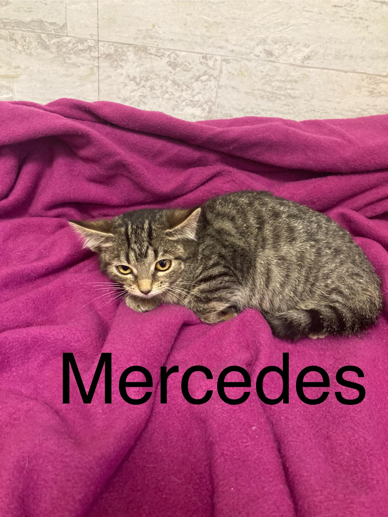 Enlarge Mercedes, a Adoptable mixed breed in Columbus, GA image 1/2