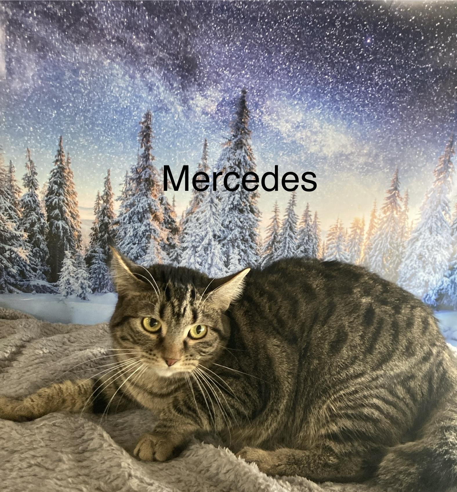 Enlarge Mercedes, a Adoptable mixed breed in Columbus, GA image 2/2