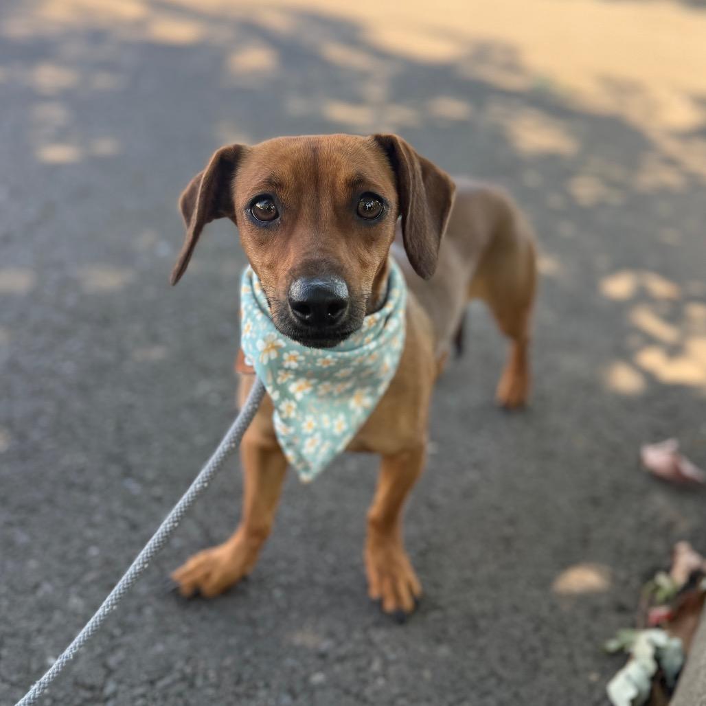 Lollie, Adoptable, Adult Female Dachshund & Mixed Breed.