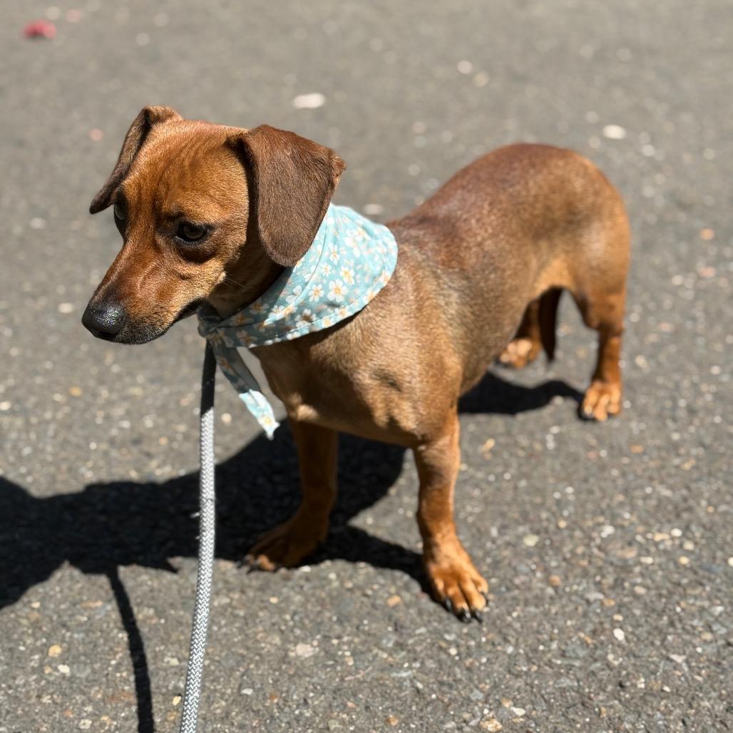Lollie, a Adoptable mixed breed in Newberg, OR image 2/6