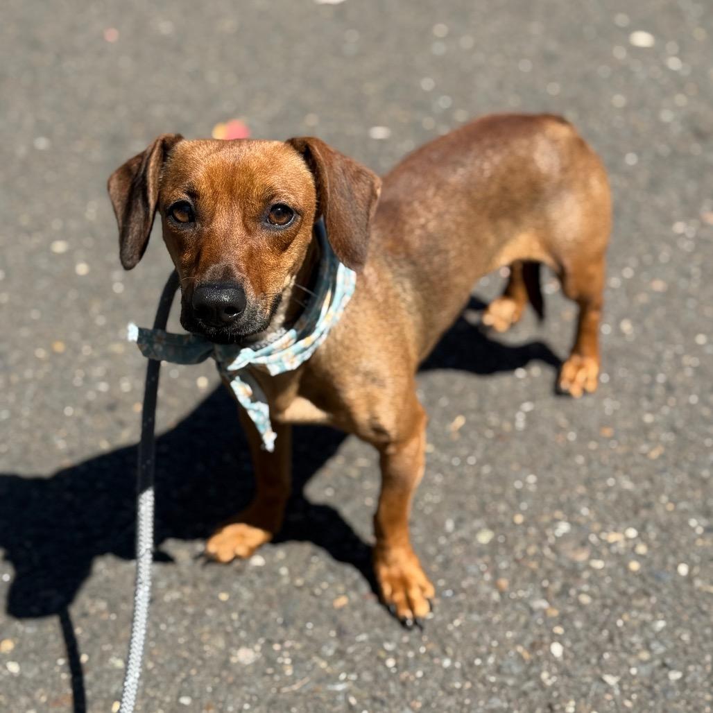 Lollie, a Adoptable mixed breed in Newberg, OR image 3/6
