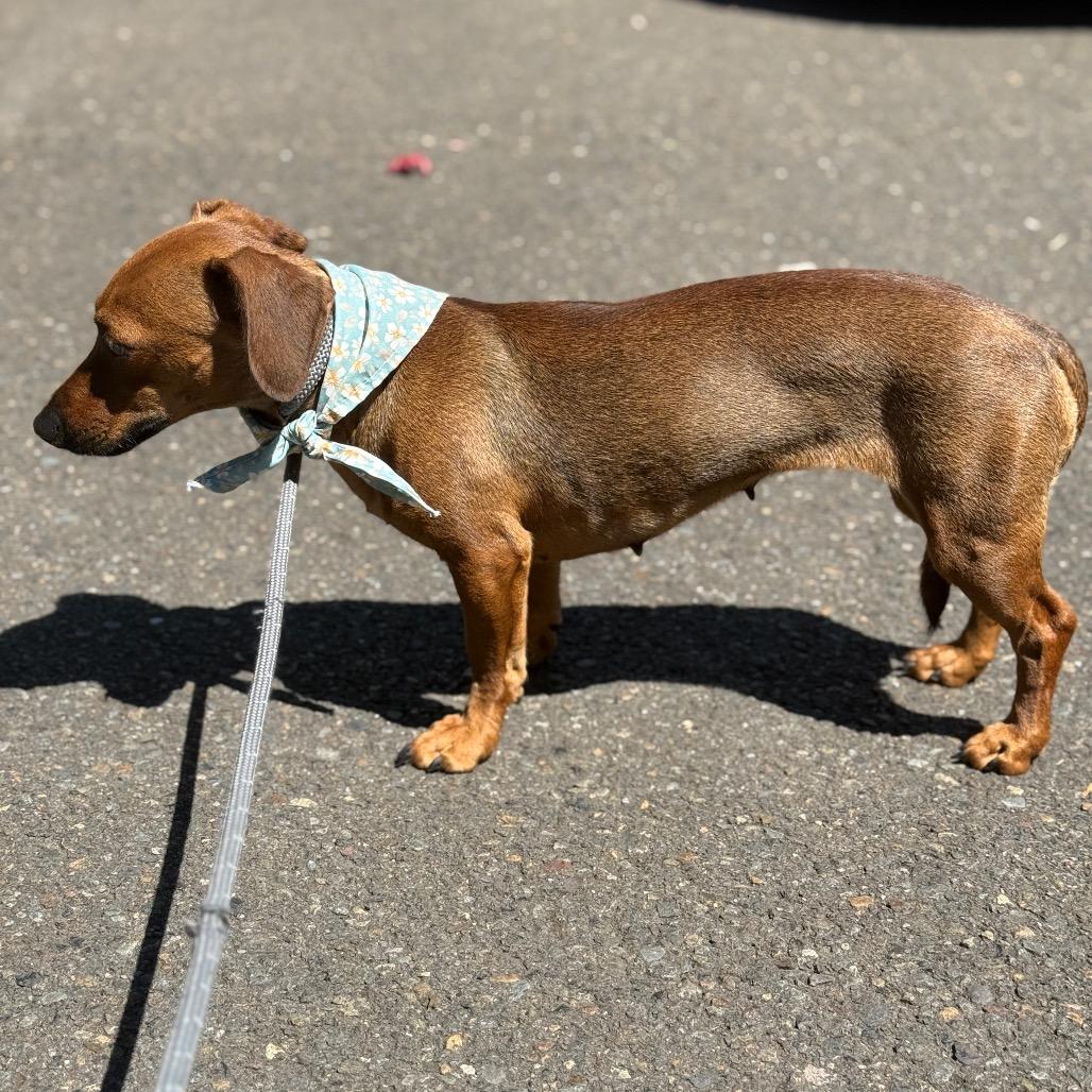 Lollie, a Adoptable mixed breed in Newberg, OR image 4/6