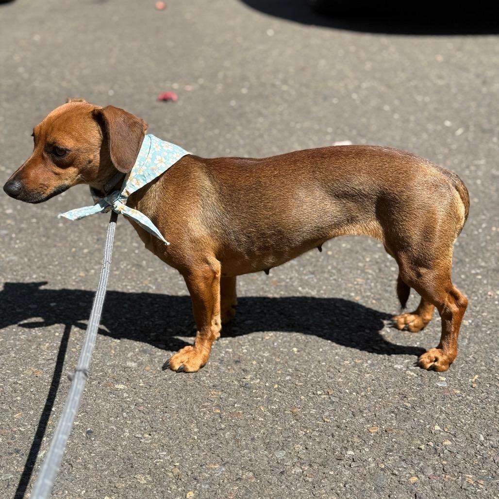 Lollie, a Adoptable mixed breed in Newberg, OR image 5/6