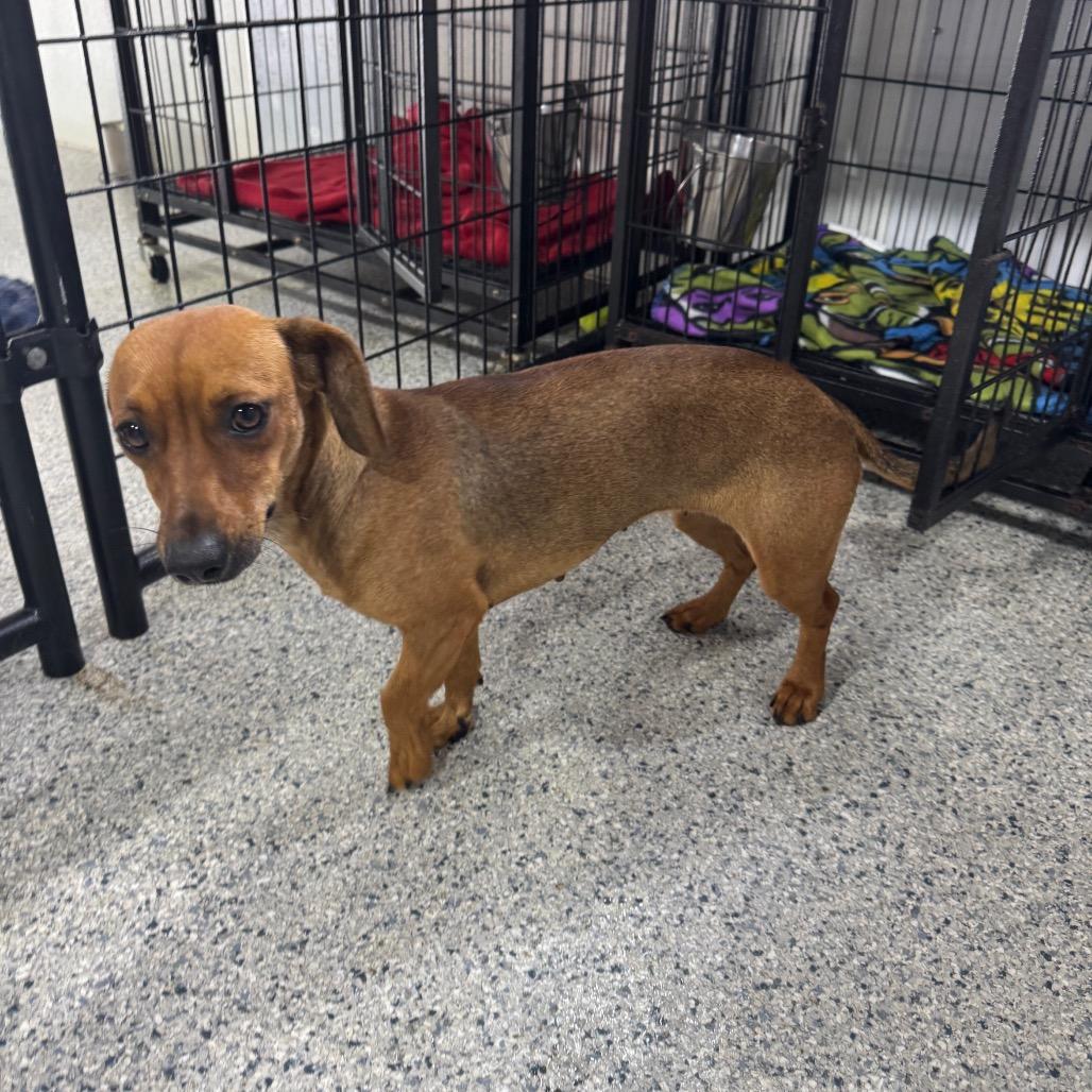 Lollie, a Adoptable mixed breed in Newberg, OR image 6/6