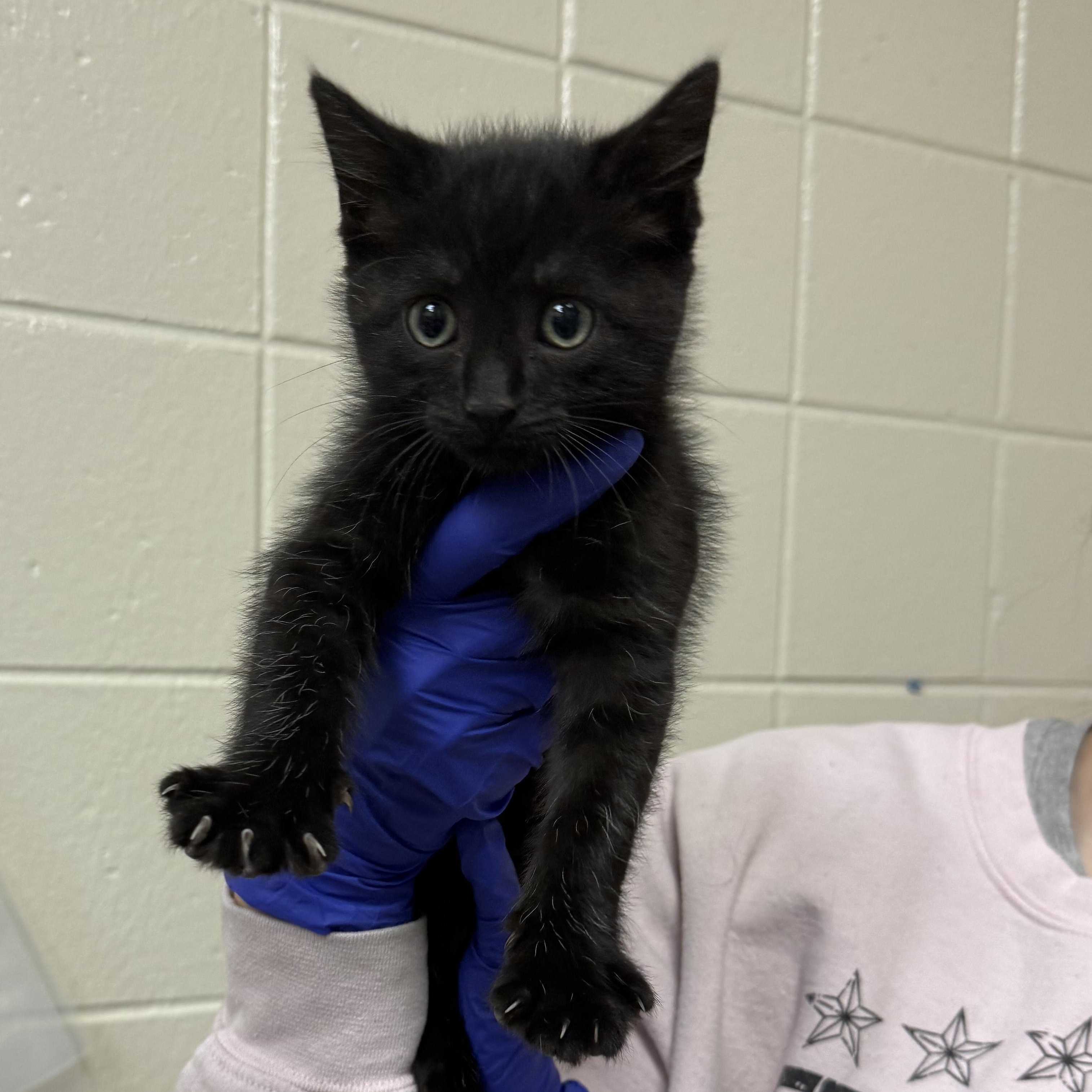 Enlarge Darkwing Duck, a Adopted Domestic Short Hair in Kearney, NE image 2/2