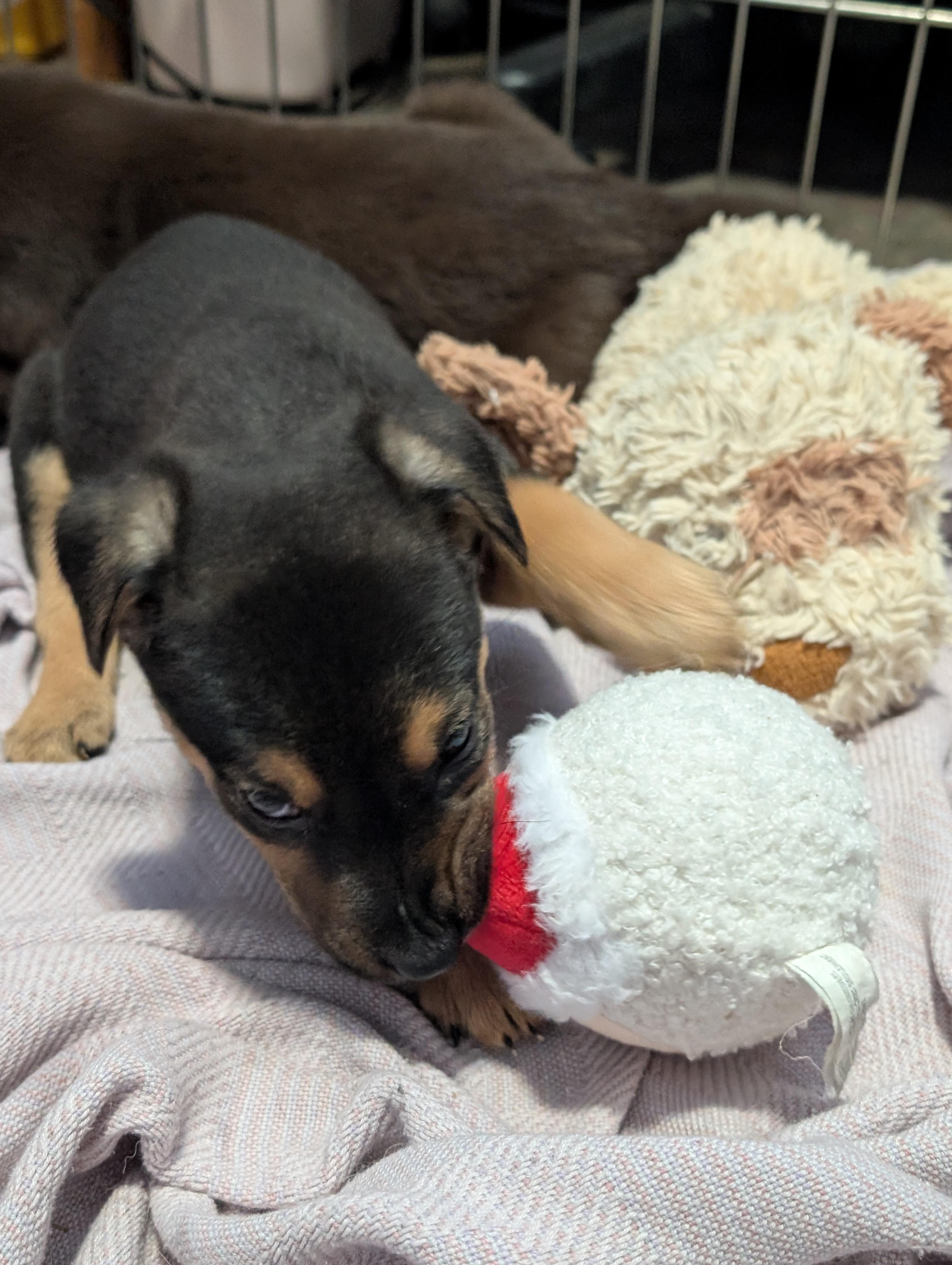 Sleepy, a ADOPTABLE Mixed Breed in Saskatoon, SK image 4/6