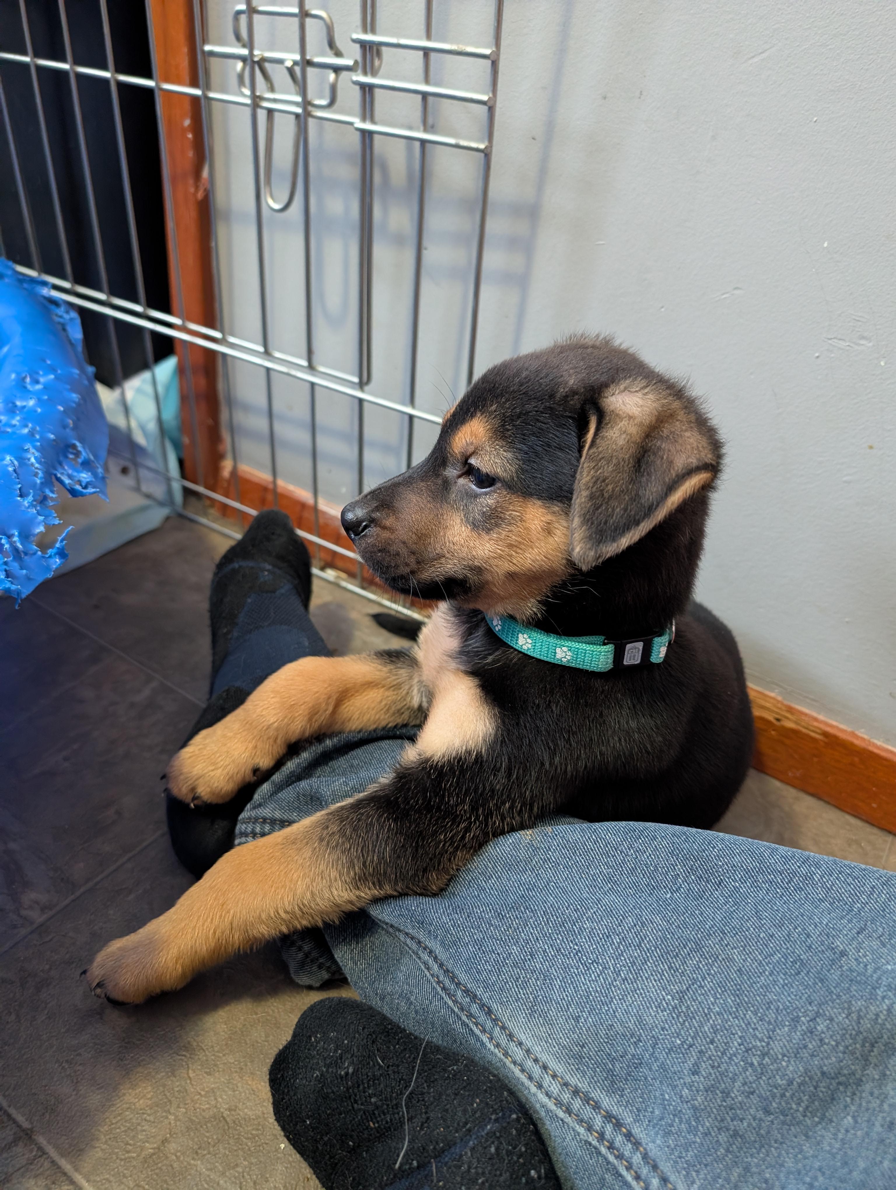 Sleepy, a ADOPTABLE Mixed Breed in Saskatoon, SK image 6/6