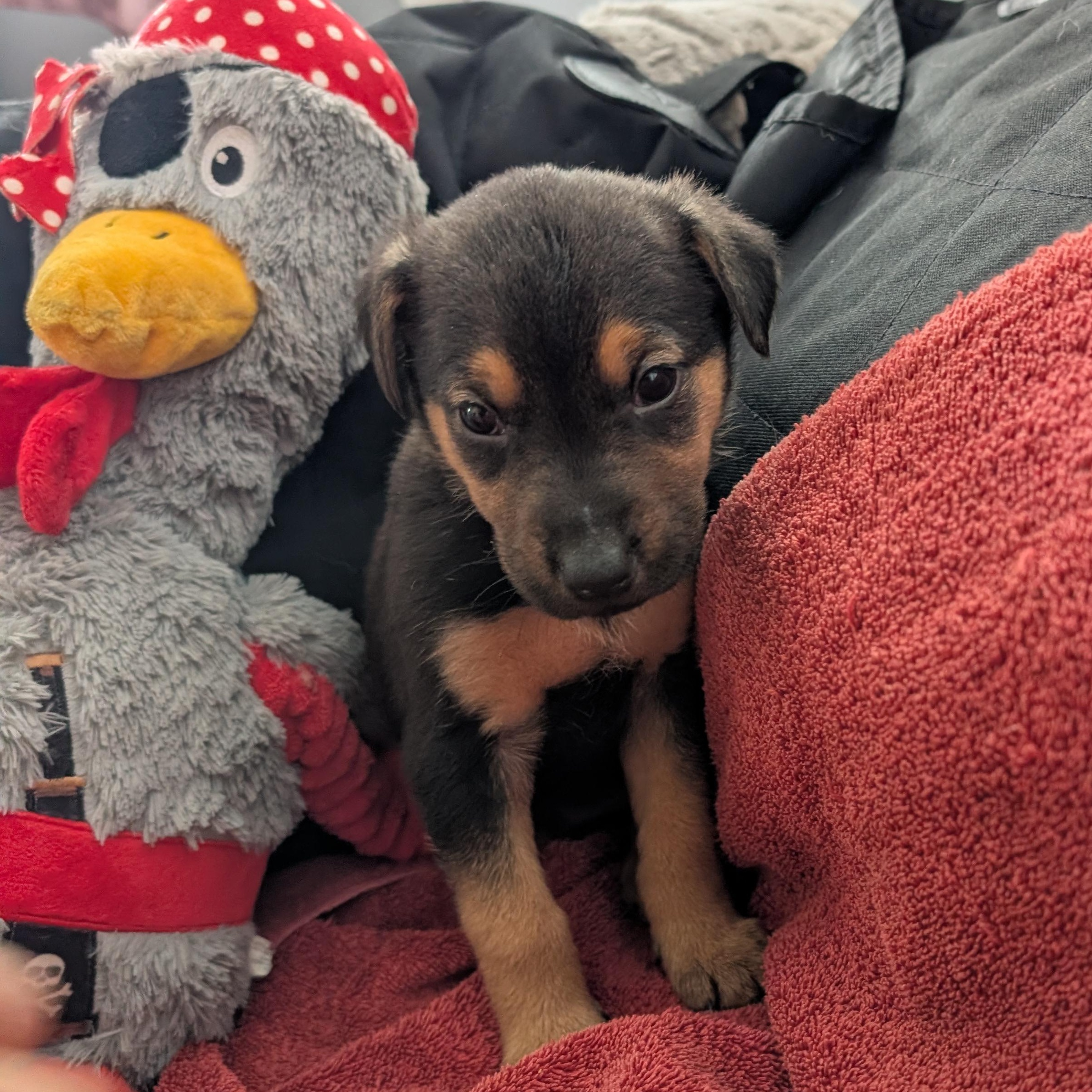 Sleepy, ADOPTABLE, Puppy Female Mixed Breed.