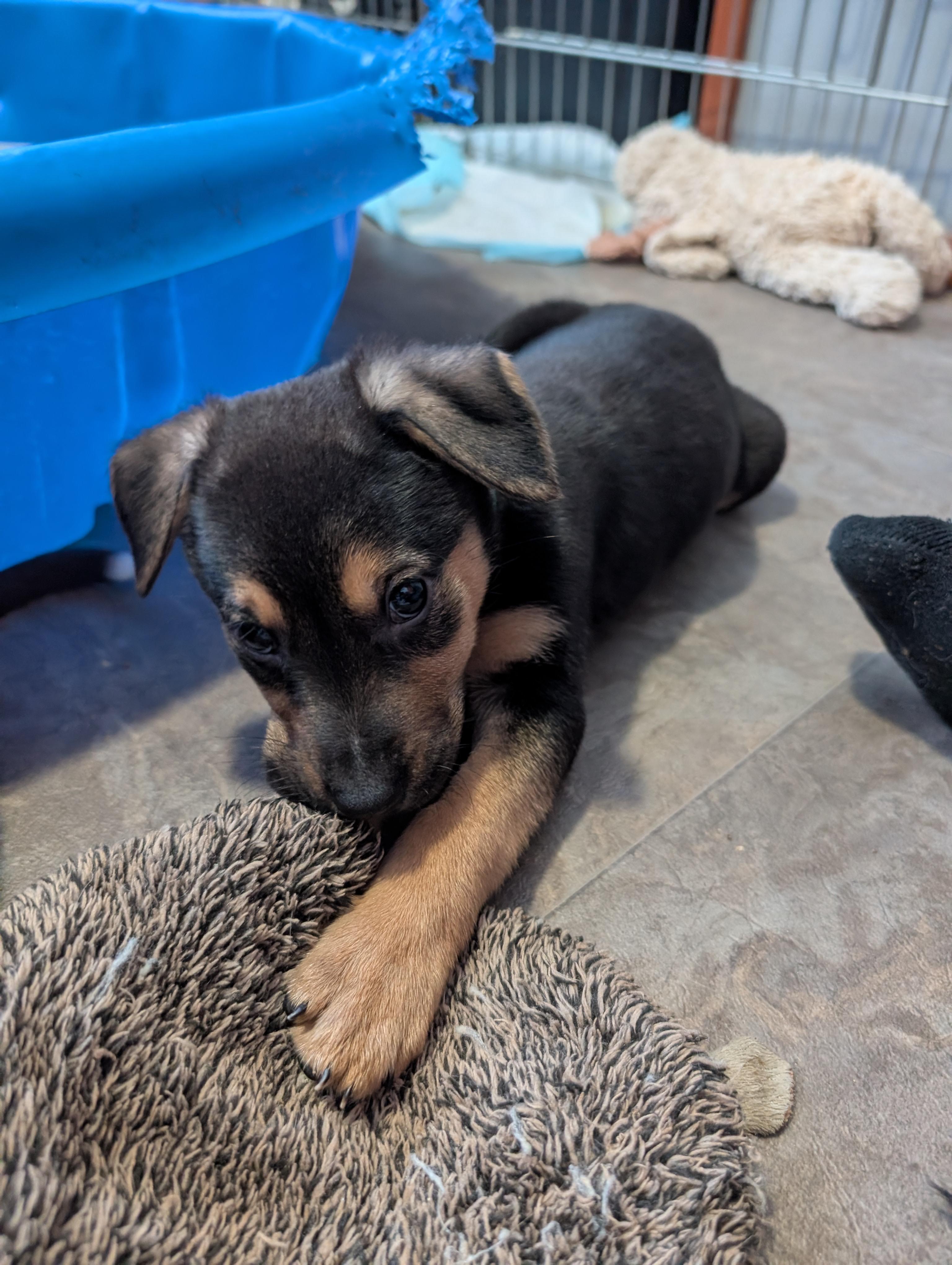 Sleepy, a ADOPTABLE Mixed Breed in Saskatoon, SK image 5/6
