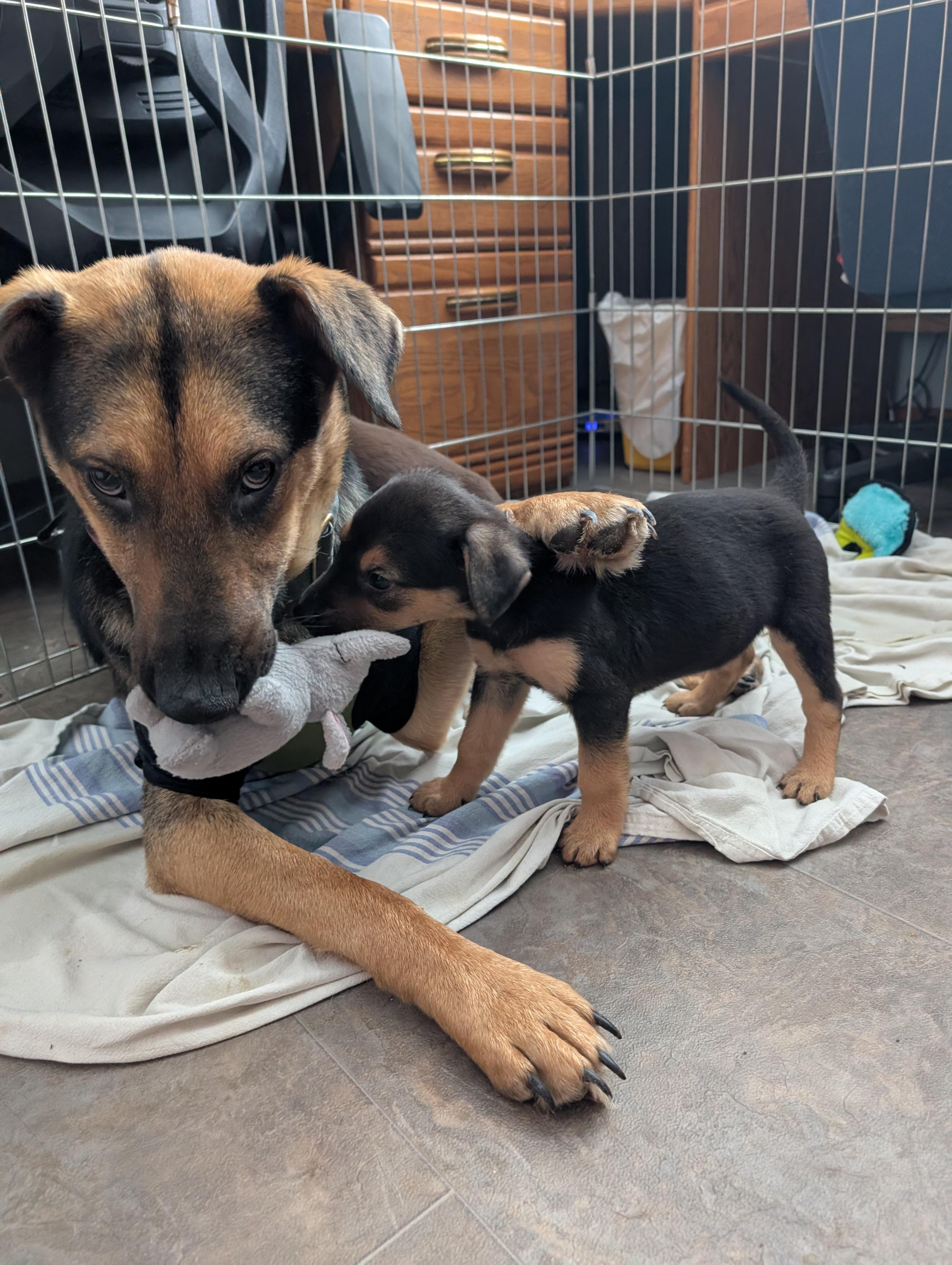 Sleepy, a ADOPTABLE Mixed Breed in Saskatoon, SK image 3/6