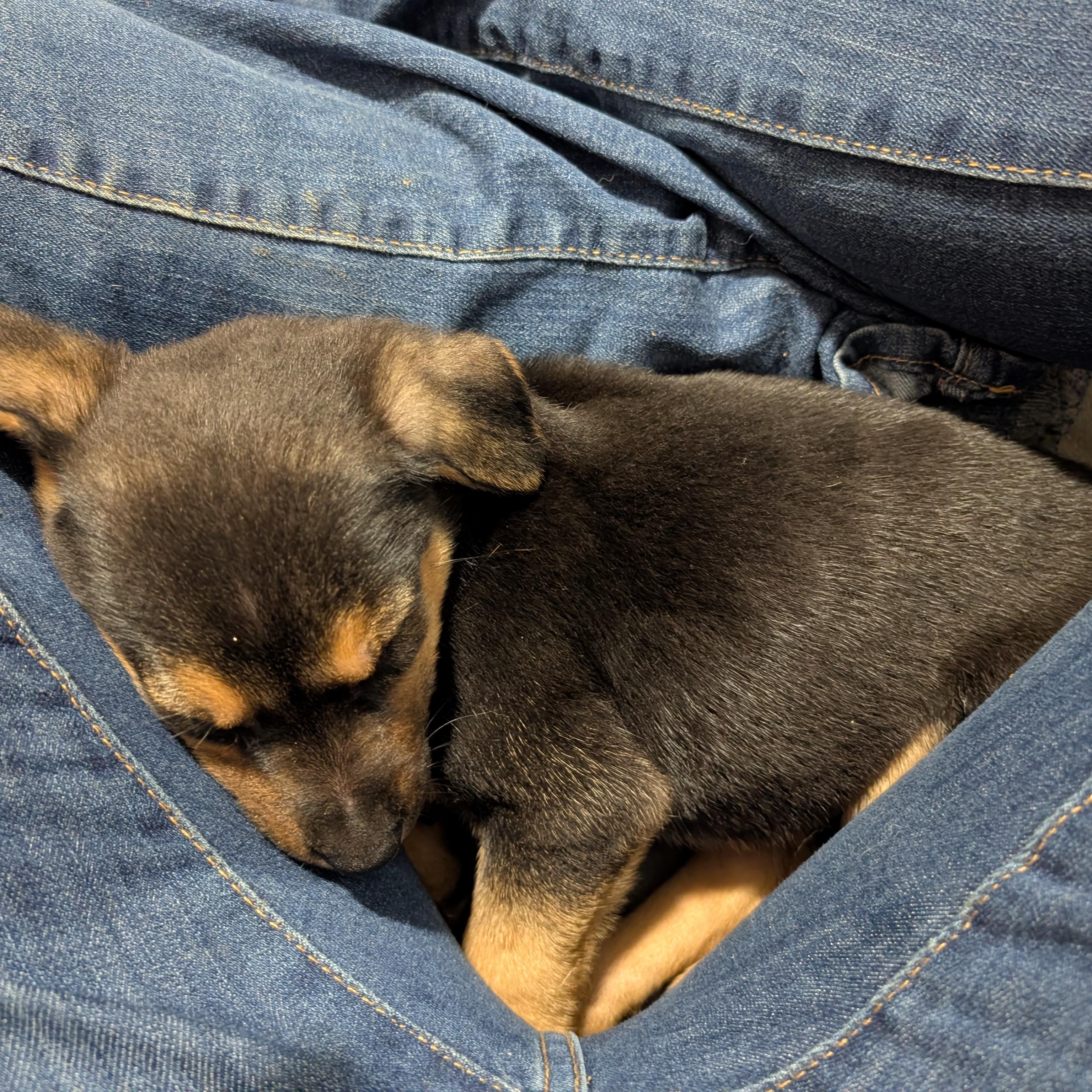 Sleepy, a ADOPTABLE Mixed Breed in Saskatoon, SK image 2/6