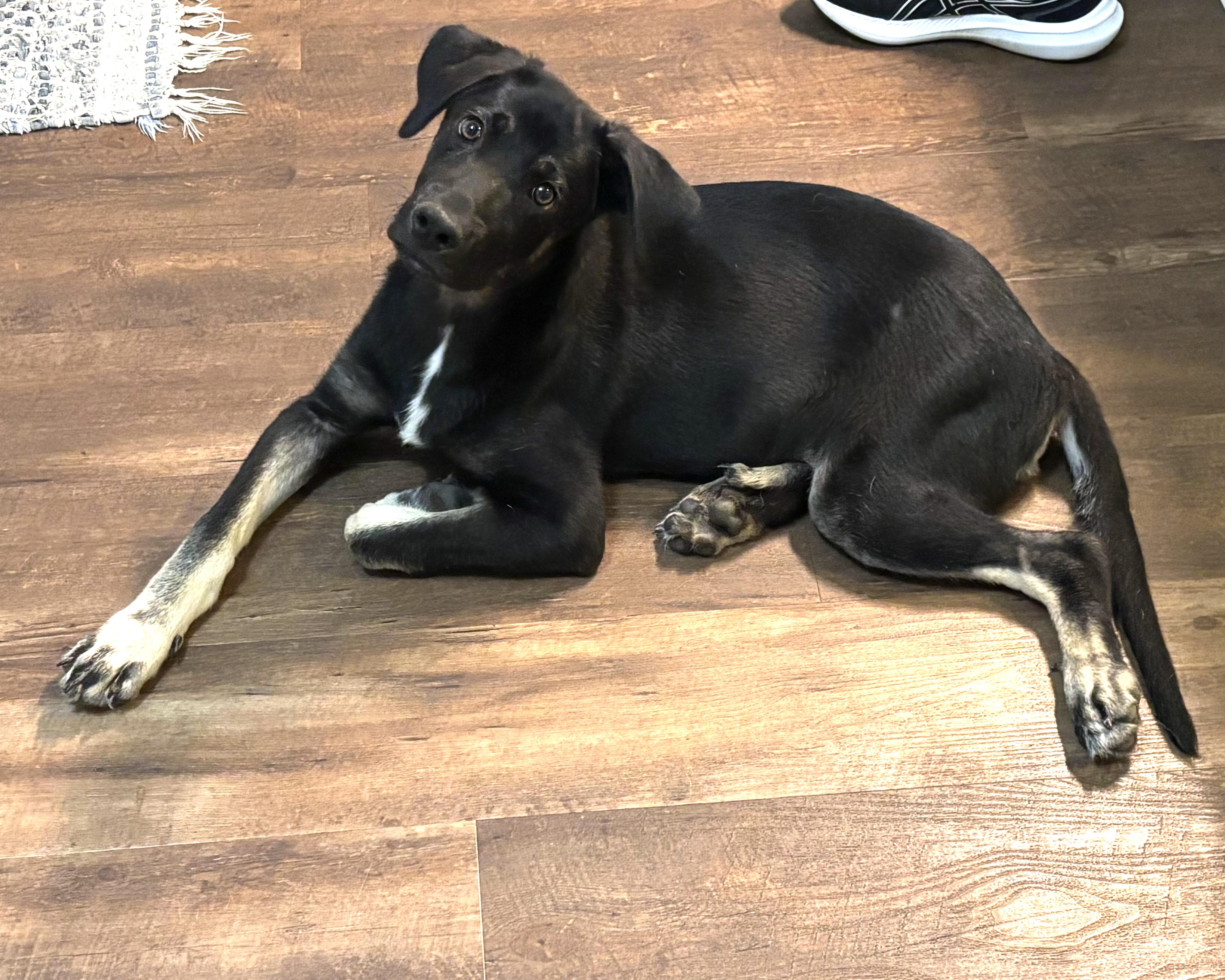 Enlarge Marcus, a Adoptable mixed breed in Lancaster, SC image 2/5