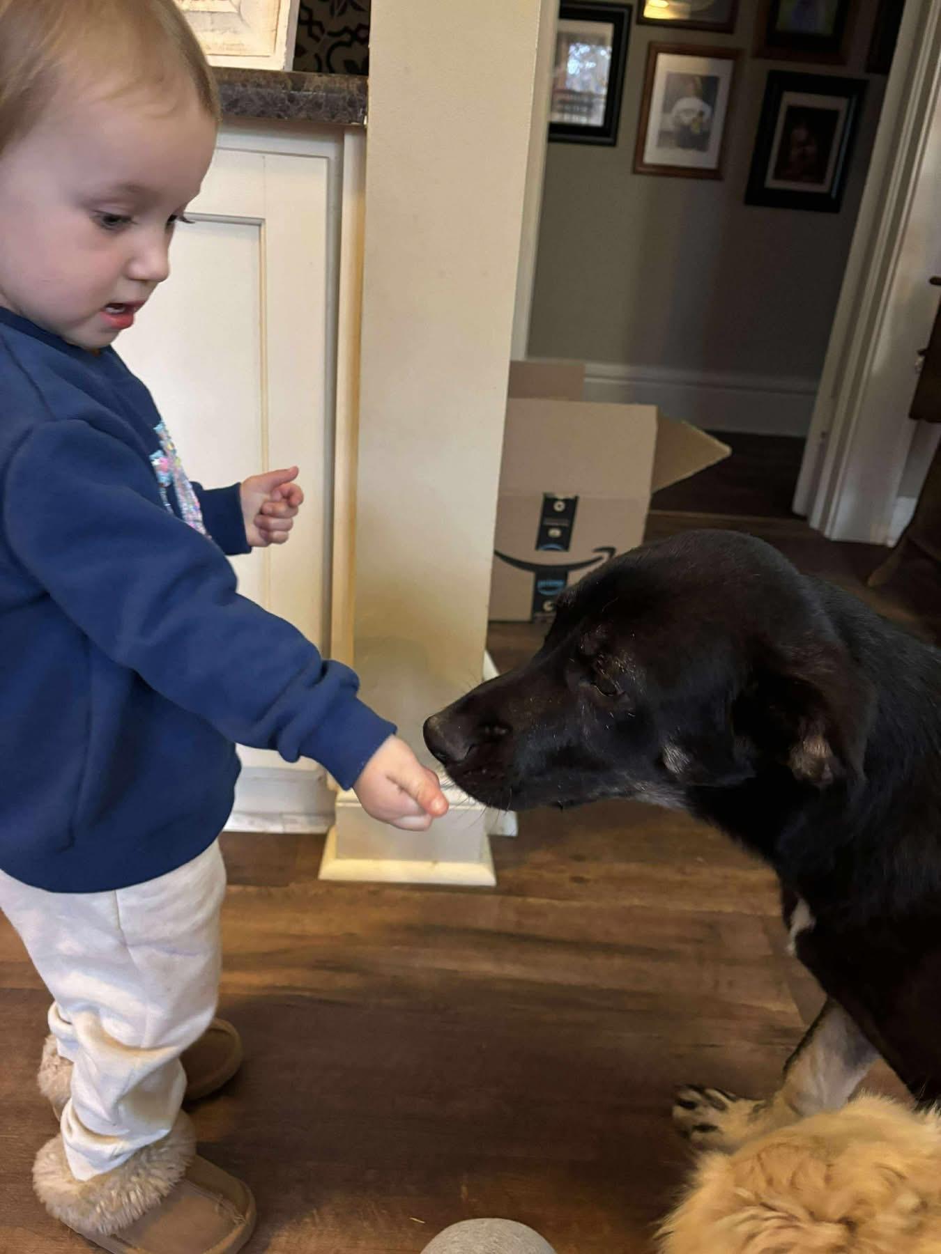 Enlarge Marcus, a Adoptable mixed breed in Lancaster, SC image 3/5