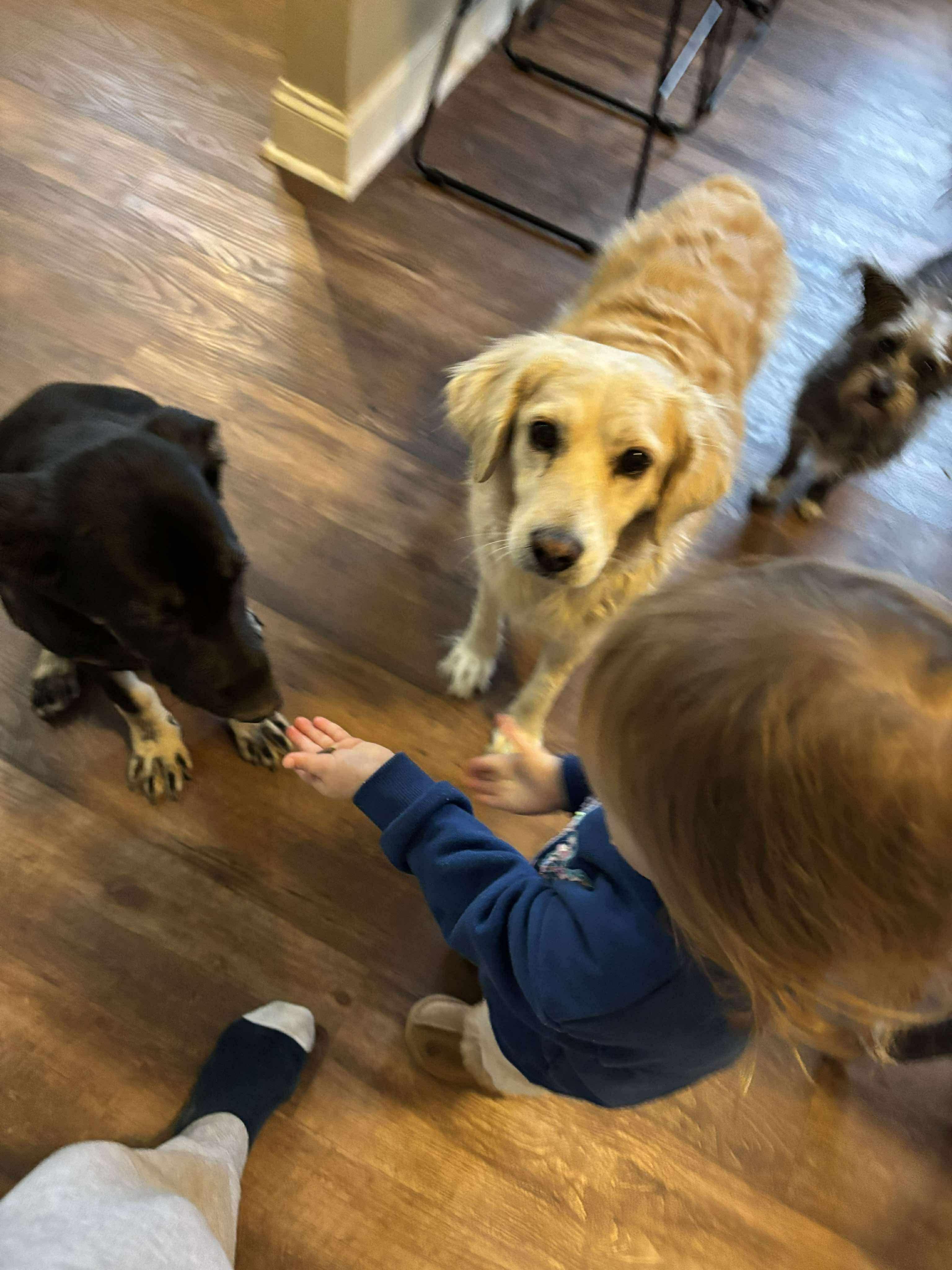 Enlarge Marcus, a Adoptable mixed breed in Lancaster, SC image 4/5