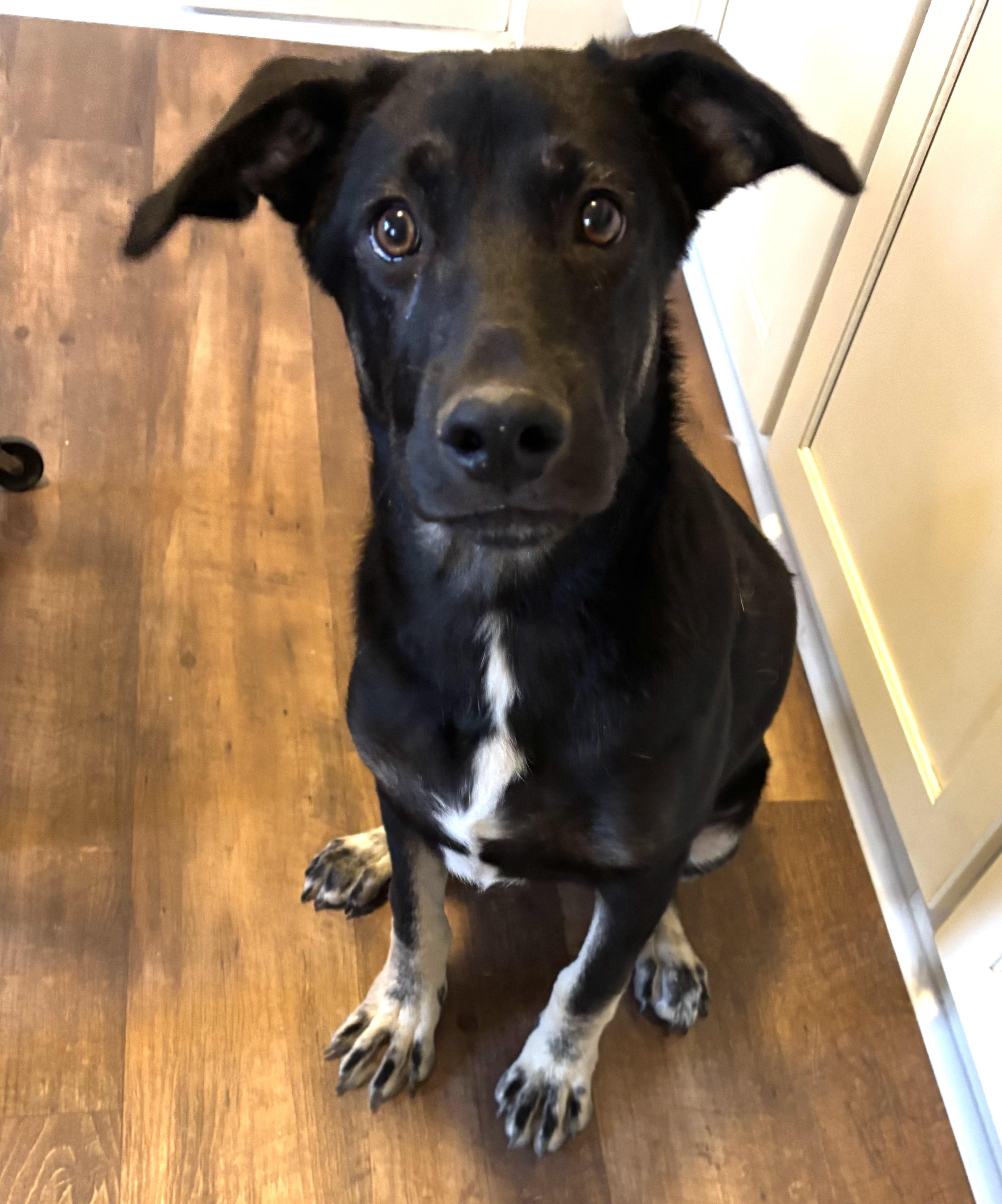 Marcus, Adoptable, Young Male German Shepherd Dog.