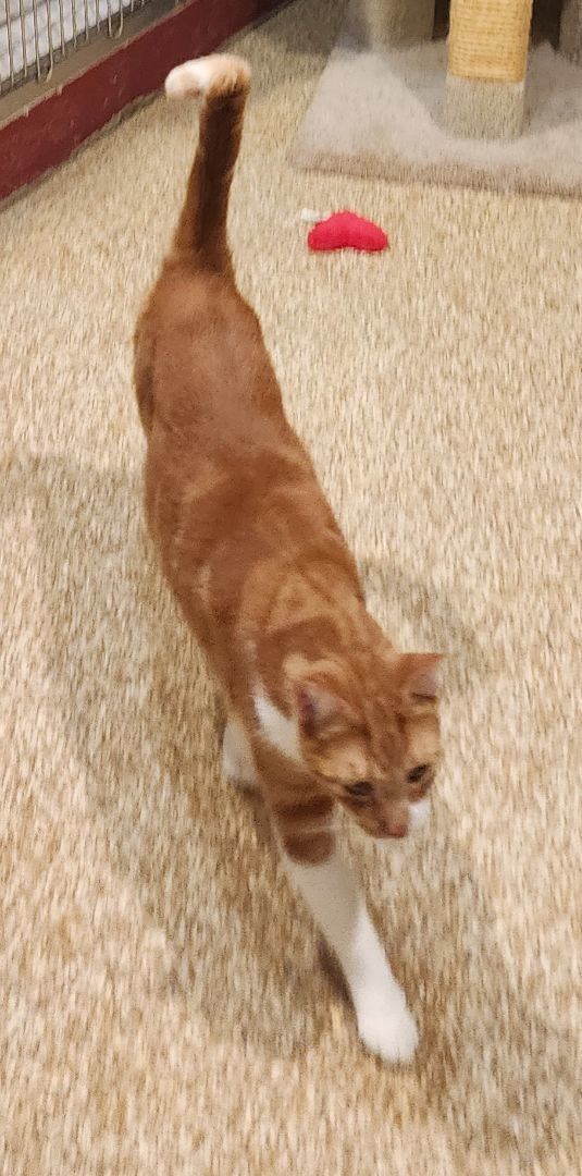 Enlarge Tom, a Adoptable Domestic Short Hair image 1/1