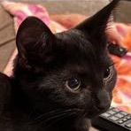 Simon, Adopted, Young Male Domestic Short Hair.