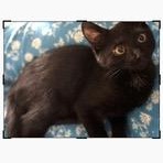 Simon, Adopted, Young Male Domestic Short Hair.