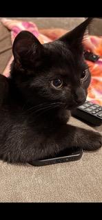 Simon, Adopted, Young Male Domestic Short Hair.