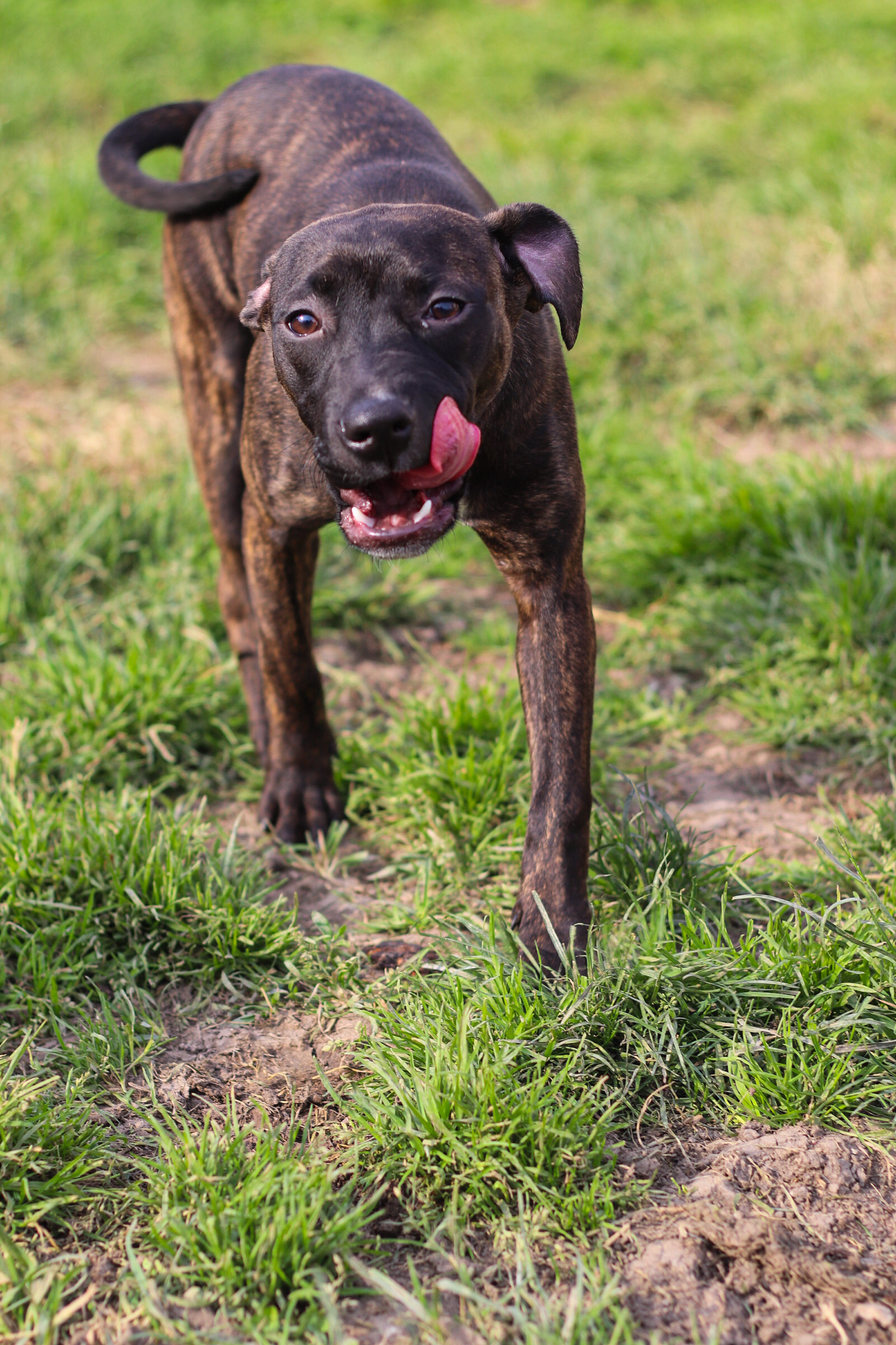 Dust, Adoptable, Puppy Female American Staffordshire Terrier.