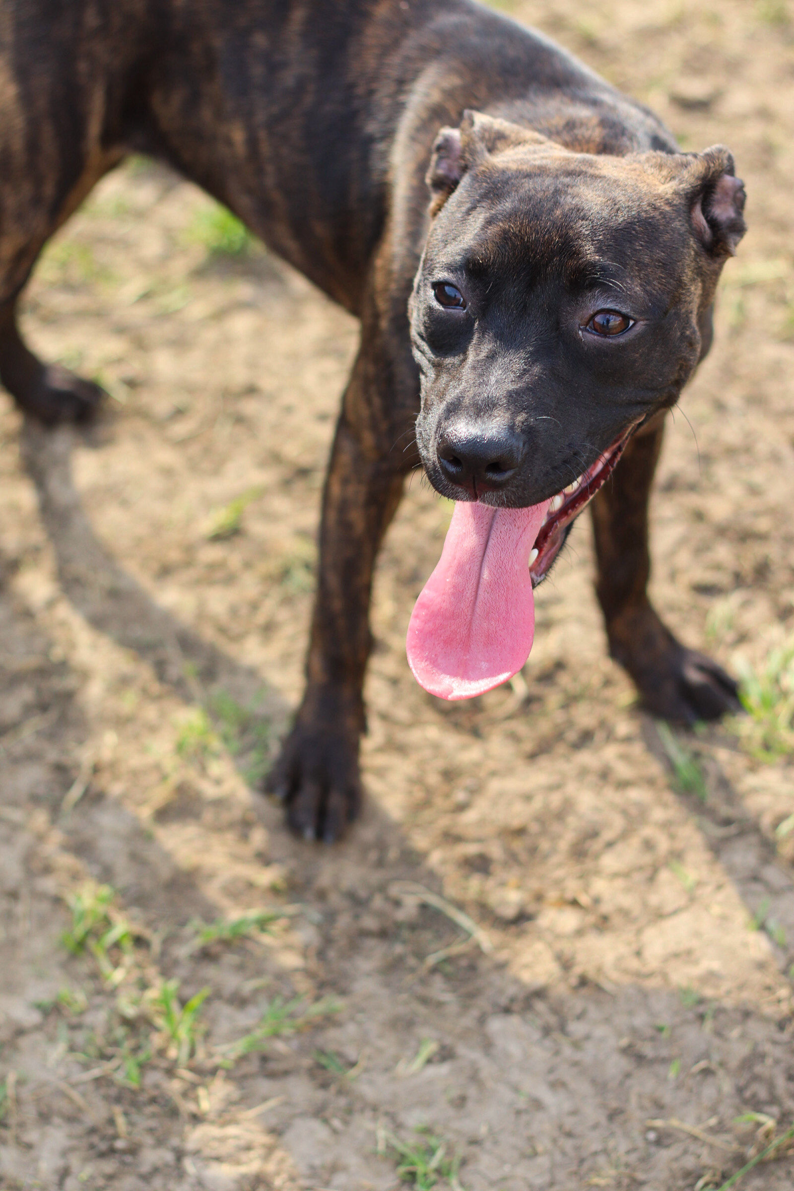 Dust, a Adoptable American Staffordshire Terrier in Toledo, OH image 2/3