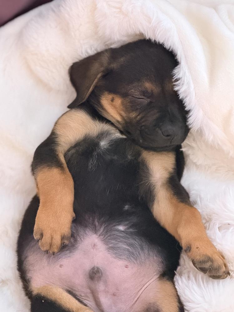 Mocha, Adoptable, Puppy Male Labrador Retriever & Mixed Breed.