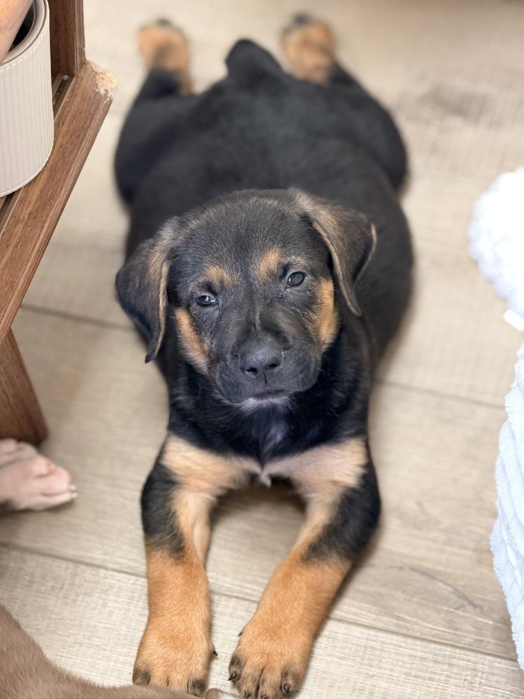 Enlarge Mocha, a Adoptable mixed breed in Denver, CO image 2/5