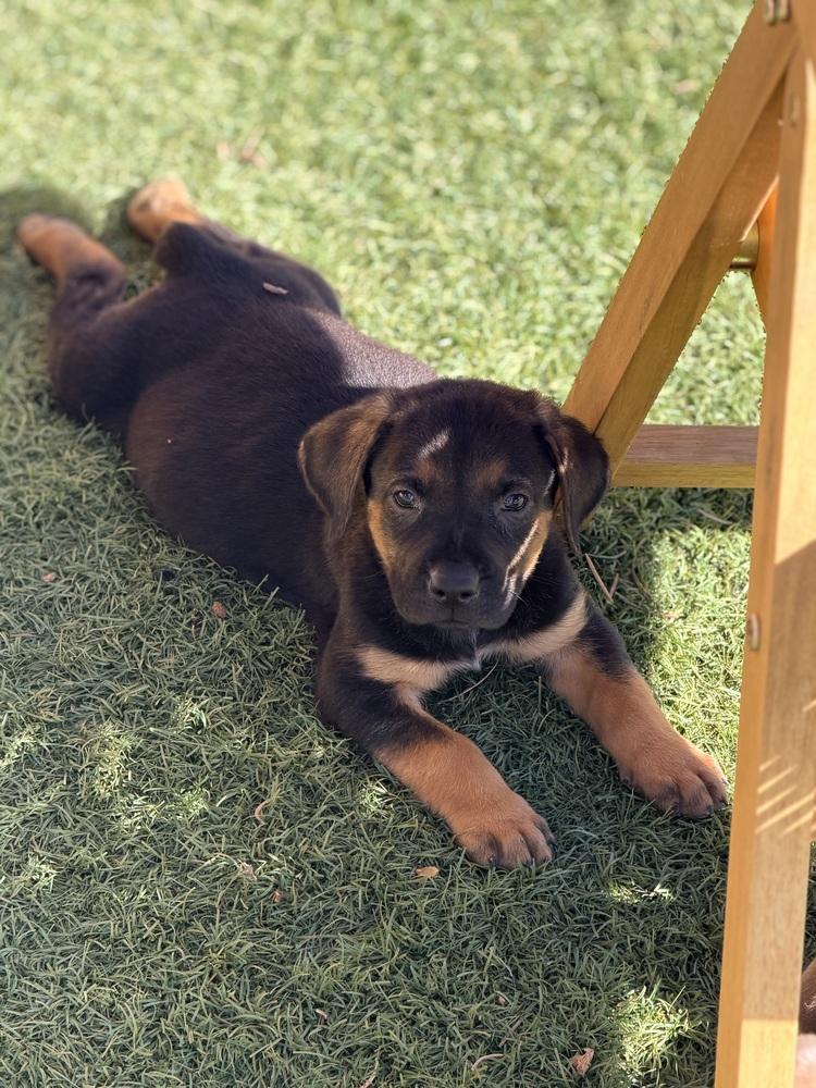 Enlarge Mocha, a Adoptable mixed breed in Denver, CO image 3/5