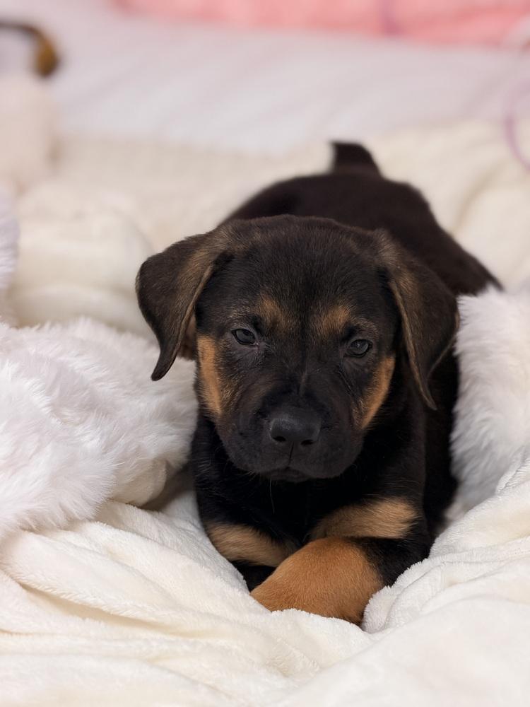 Enlarge Mocha, a Adoptable mixed breed in Denver, CO image 4/5