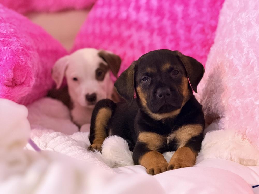 Enlarge Mocha, a Adoptable mixed breed in Denver, CO image 5/5