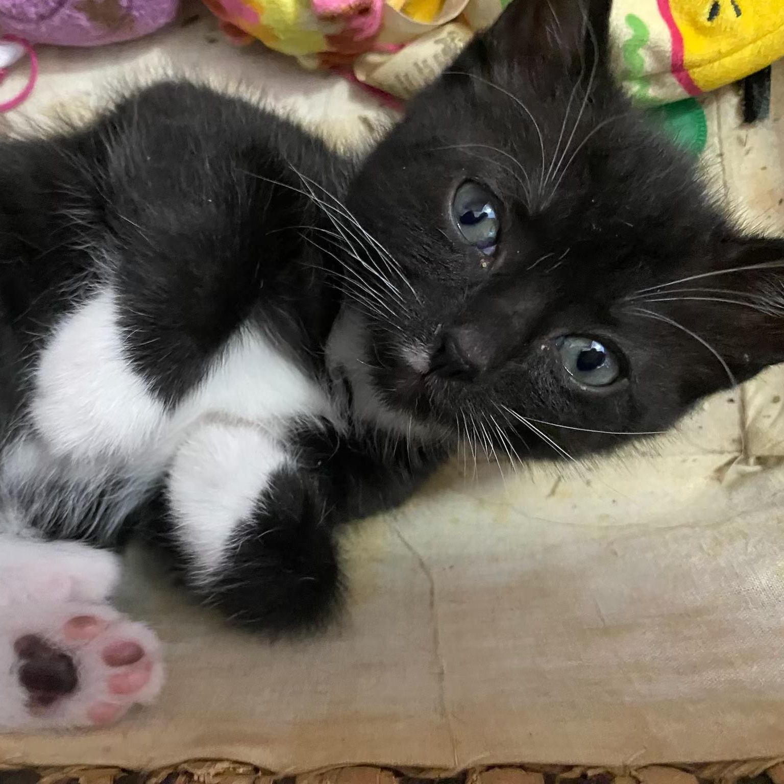 Jerry, an adoptable Domestic Short Hair in Johnson City, TN image 3/3