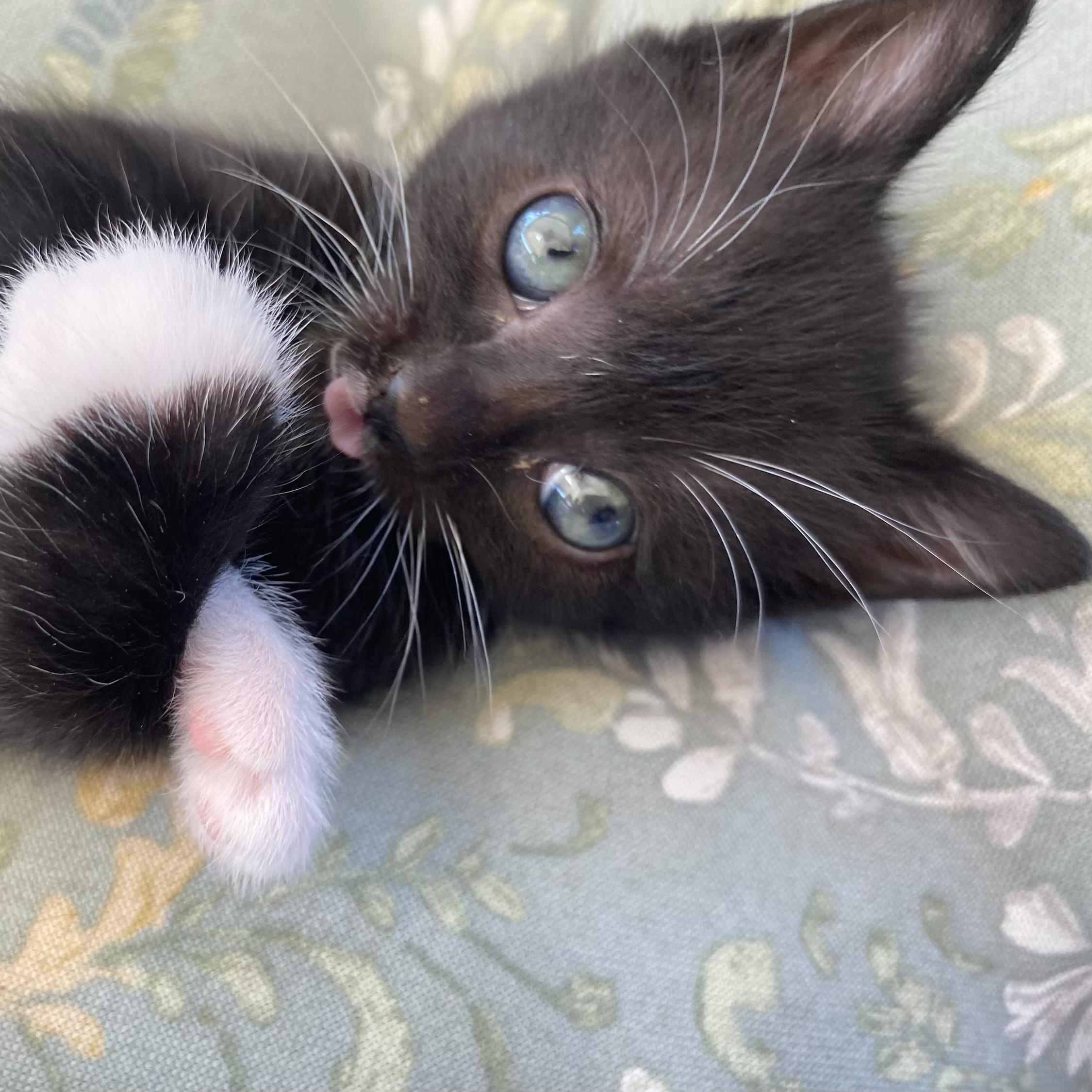 Jerry, an adoptable Domestic Short Hair in Johnson City, TN image 2/3
